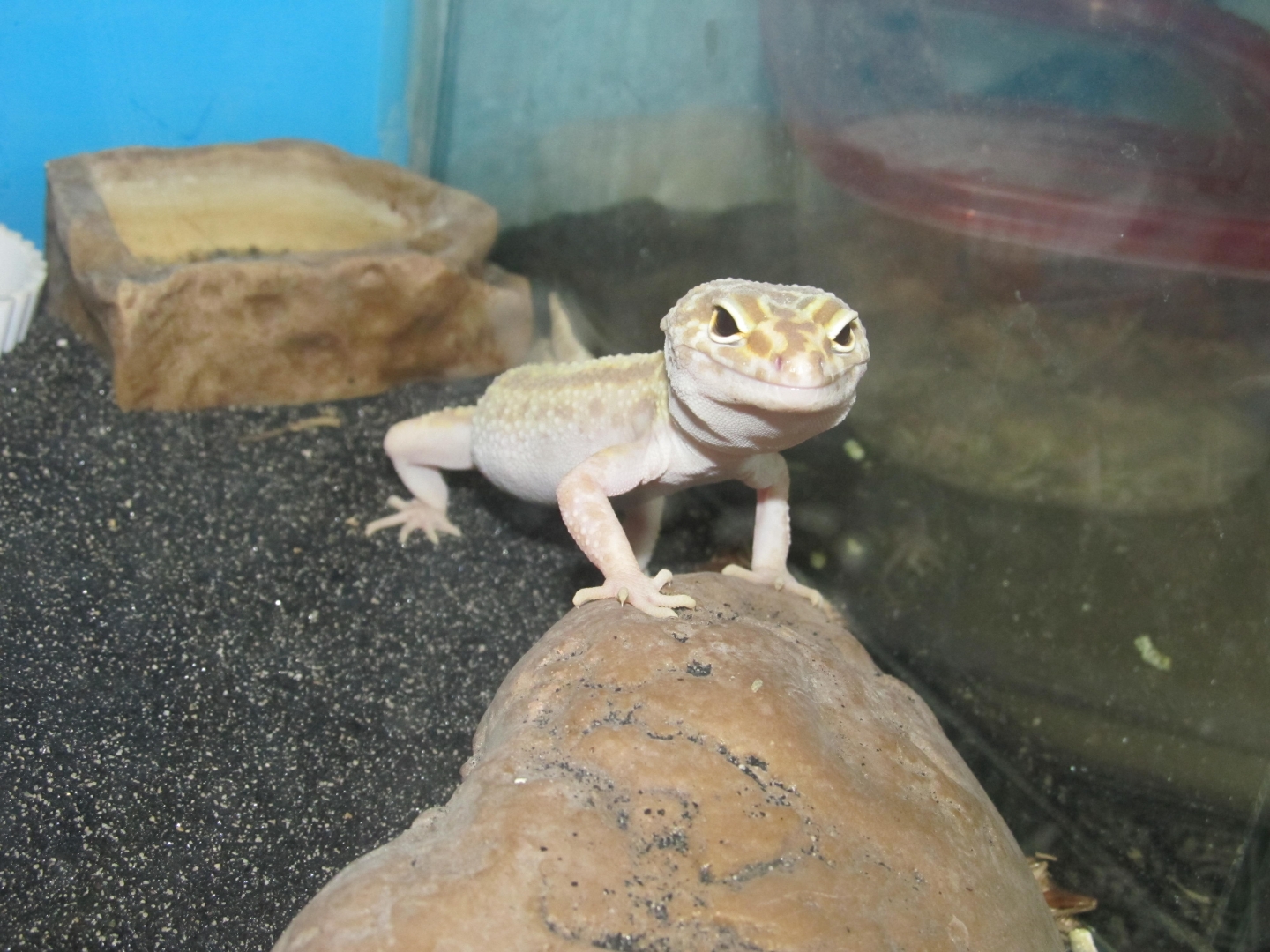 My Geckos