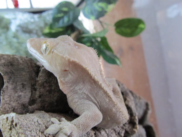My Geckos