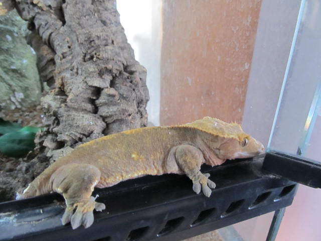 My Geckos