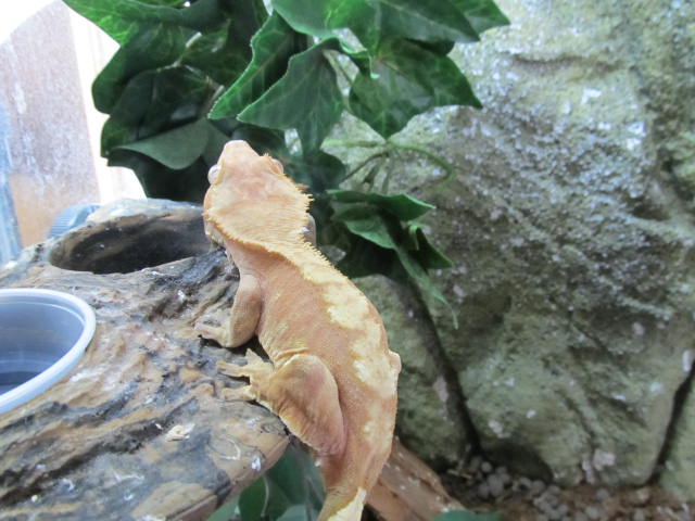 My Geckos