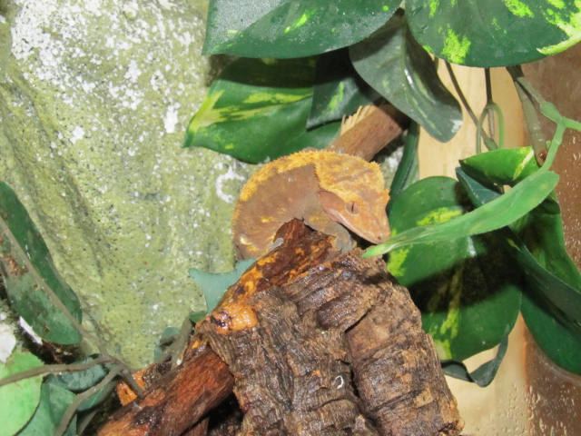 My Geckos