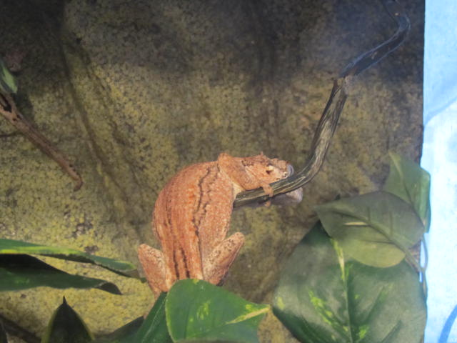 My Geckos
