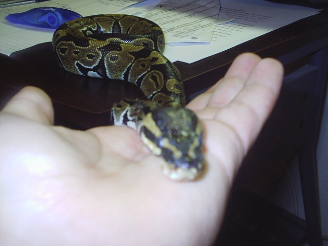 my hand