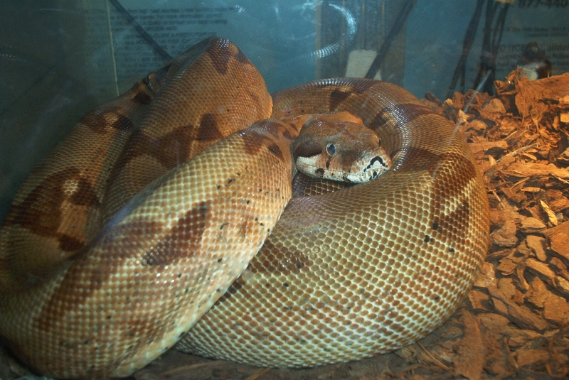 my hypo male Max 05 06