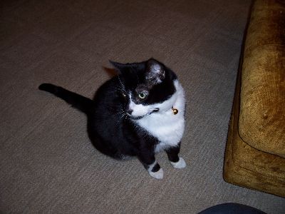 My Kitty