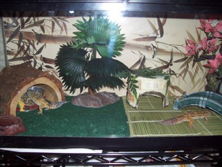 My Leos' Zen Palace