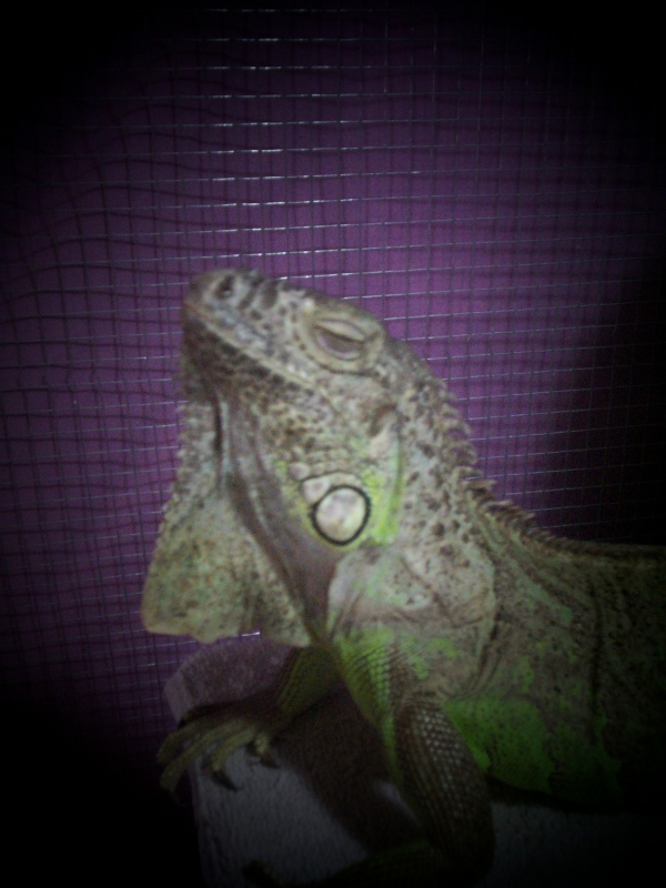 my little model