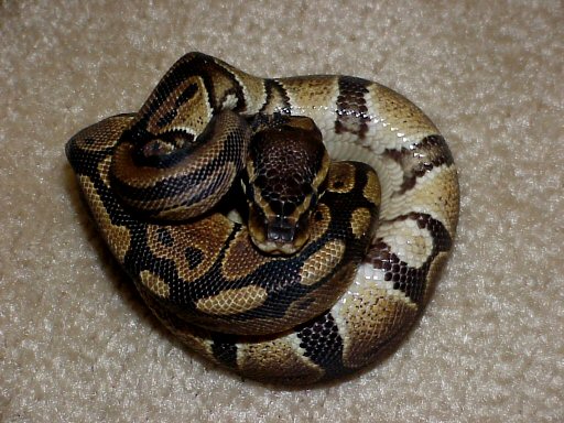 My little new male ball