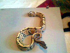 my male ball python streak