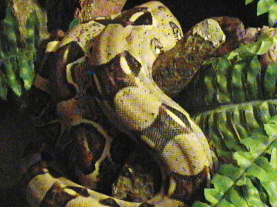 my male colombian bci pic 2