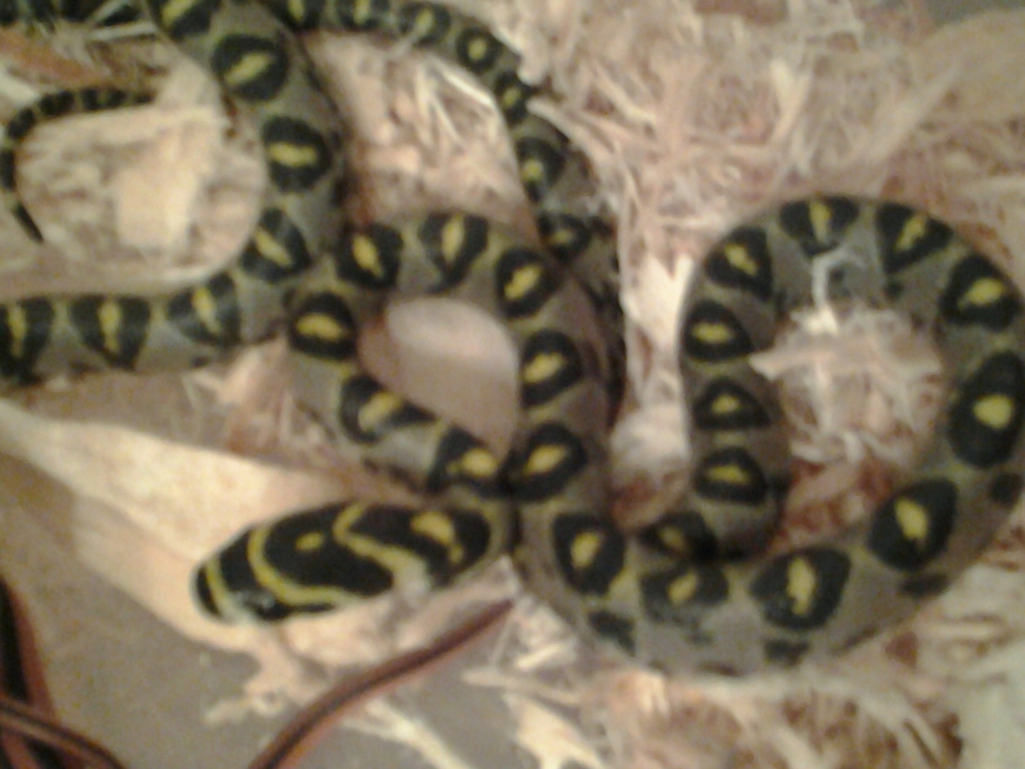 my mandarin