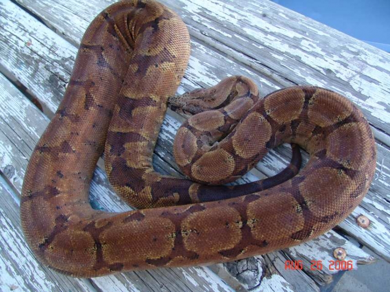 My new 75% adult female salmontine