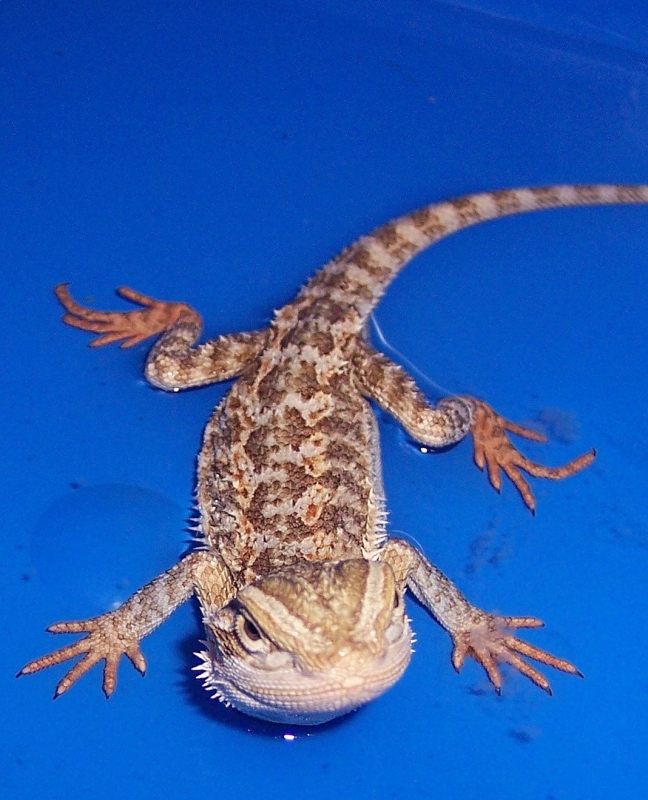 My New Baby Beardie : Matisyahu Pic # 2