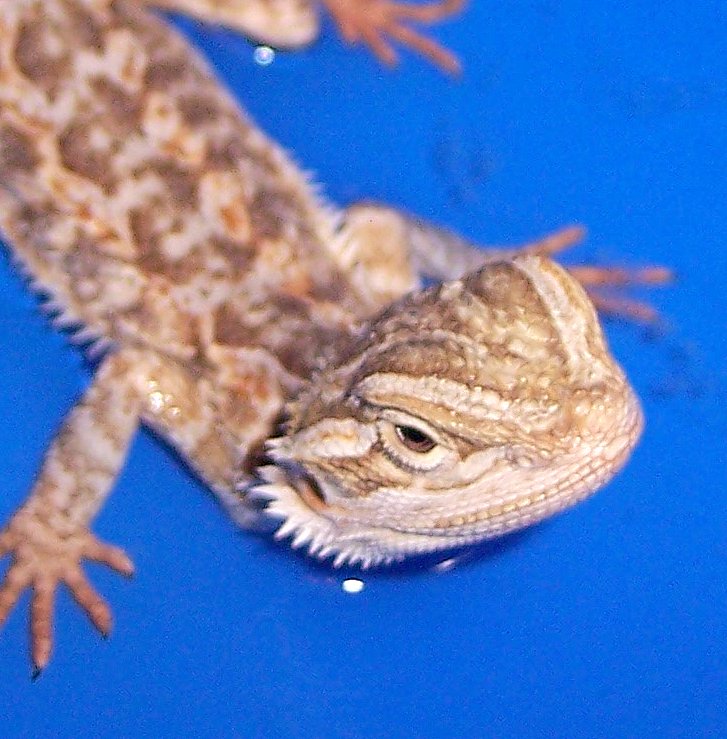 My New Baby Beardie : Matisyahu Pic # 3