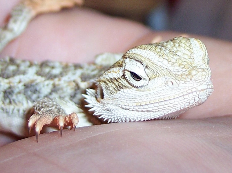 My New Baby Beardie : Matisyahu
