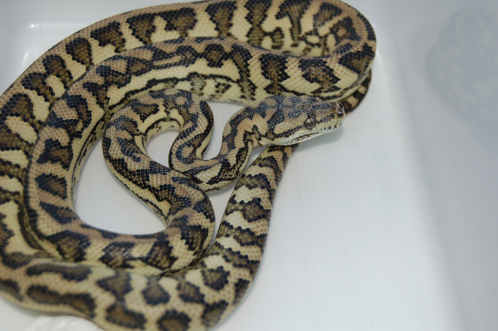 My New Guinea's