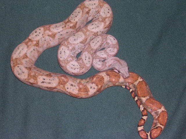 My new Hogg #2