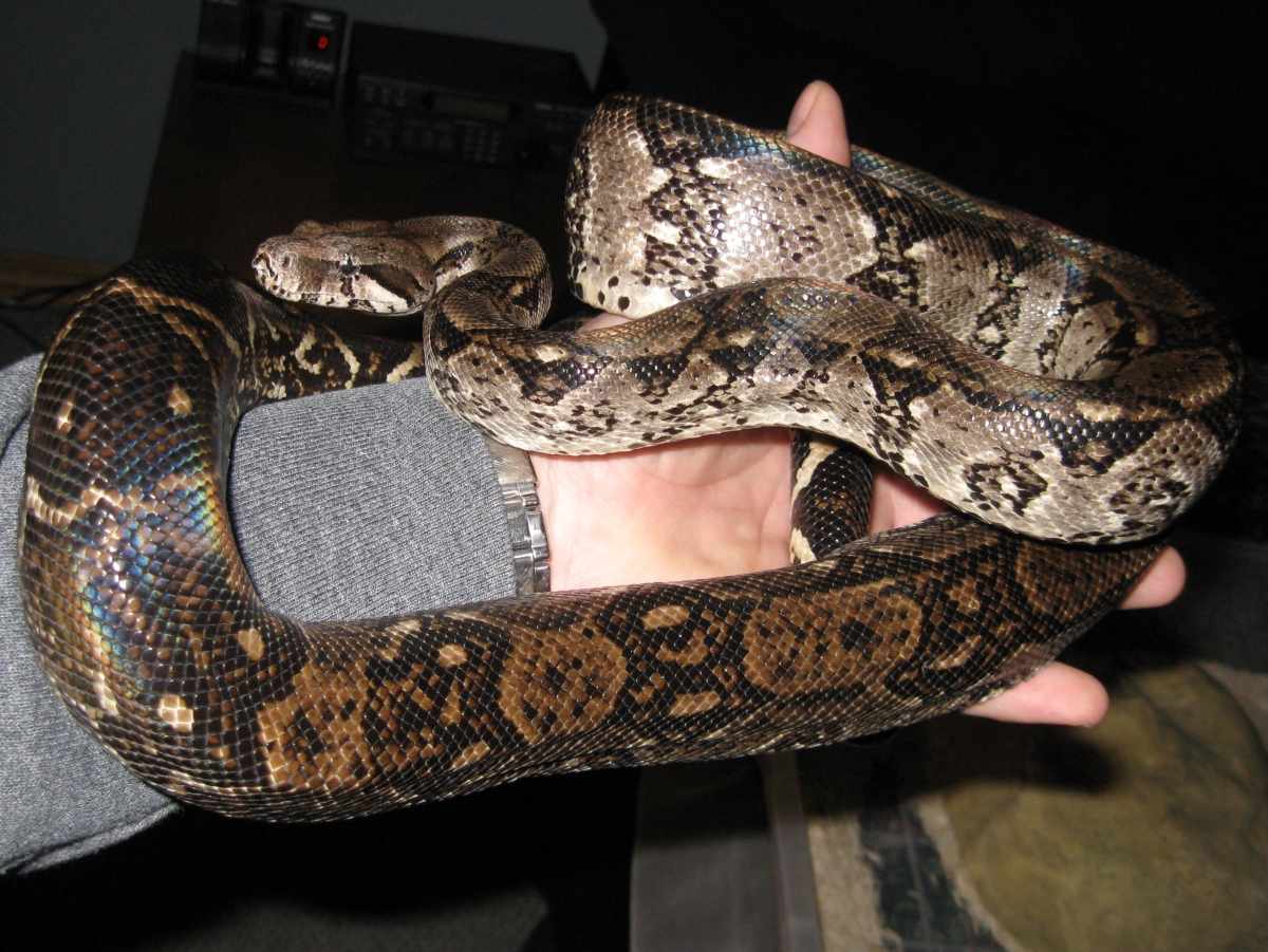 My new Nicaraguan Boa Santiago