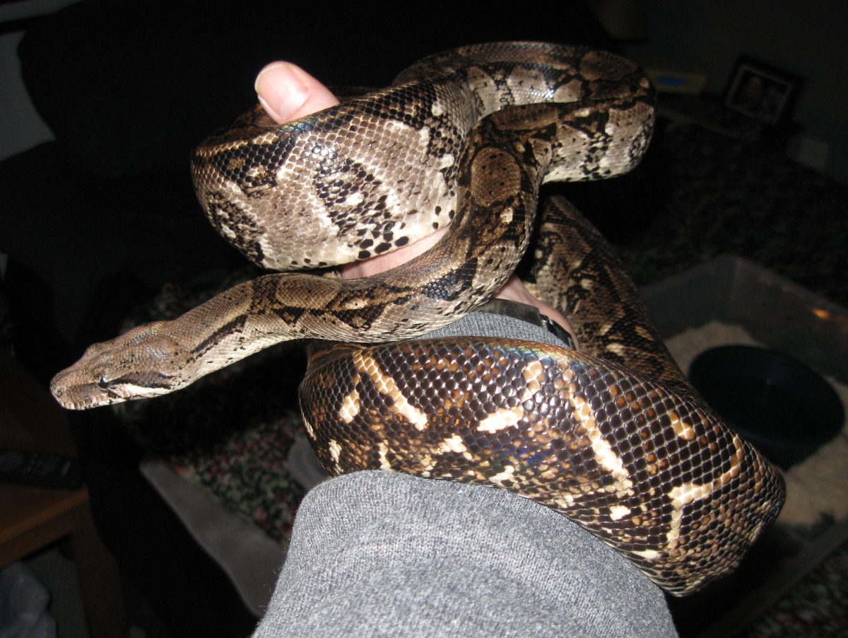 My new Nicaraguan Boa Santiago