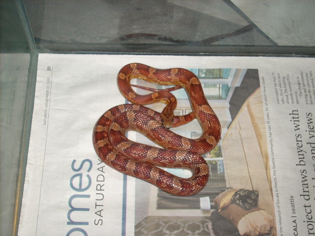My okeetee corn snake