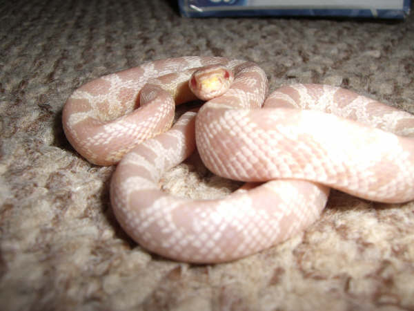 My Old Snake