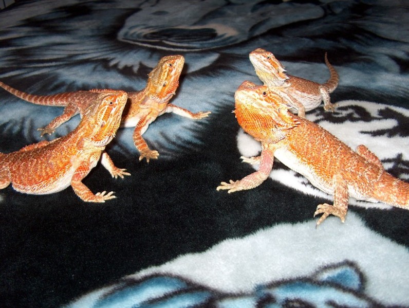 My Other Reds