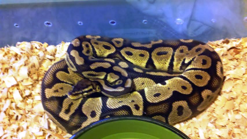 MY PASTEL FOR SALE