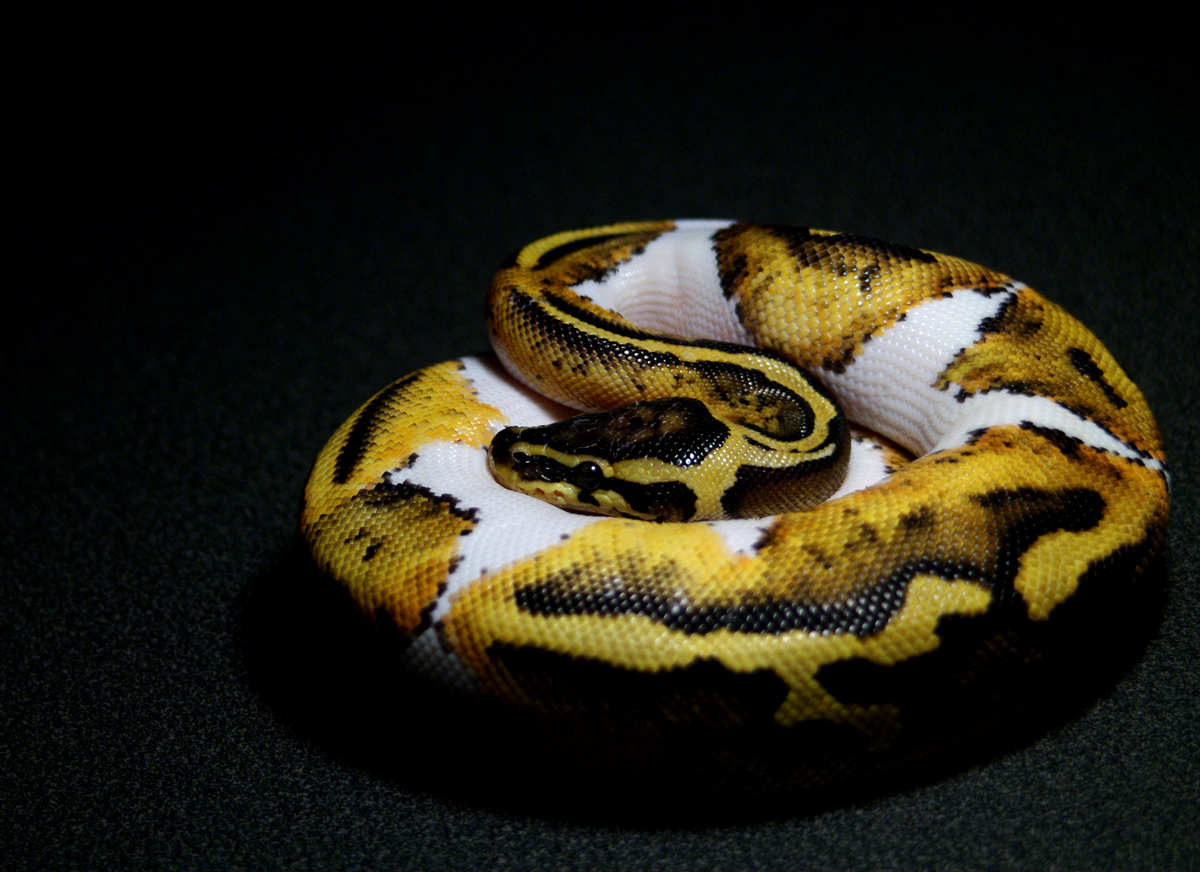 My pastel pied male at 250 grams