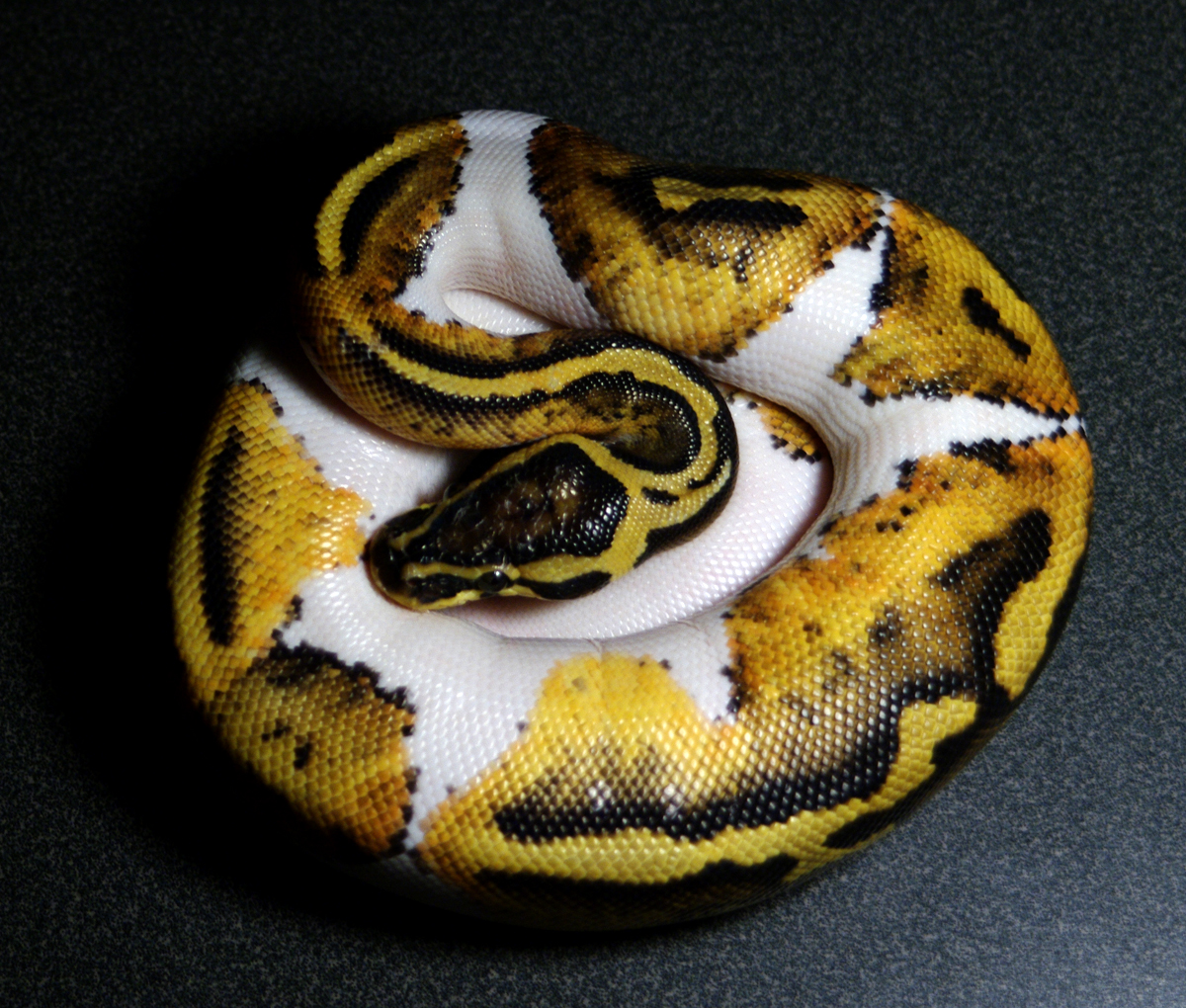 My pastel pied male at 250 grams