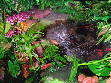 My "Rainforest Waterfall"