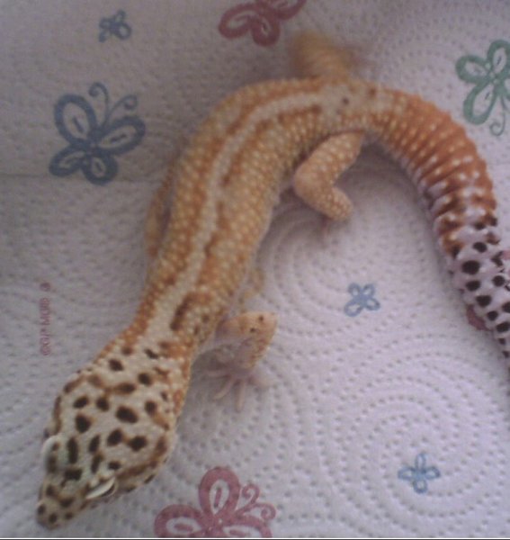 My Redstripe Male