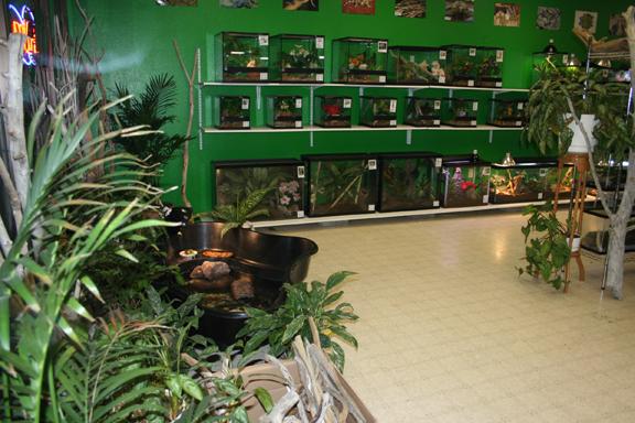My Reptile Store- Reptile Addictions
