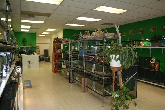My Reptile Store- Reptile Addictions