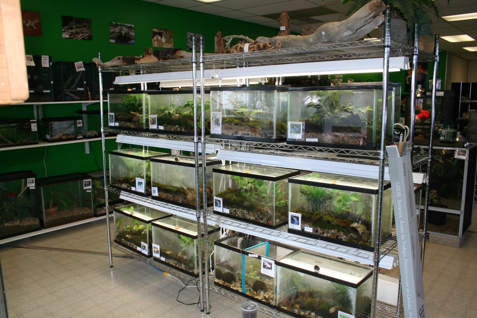 My Reptile Store- Reptile Addictions