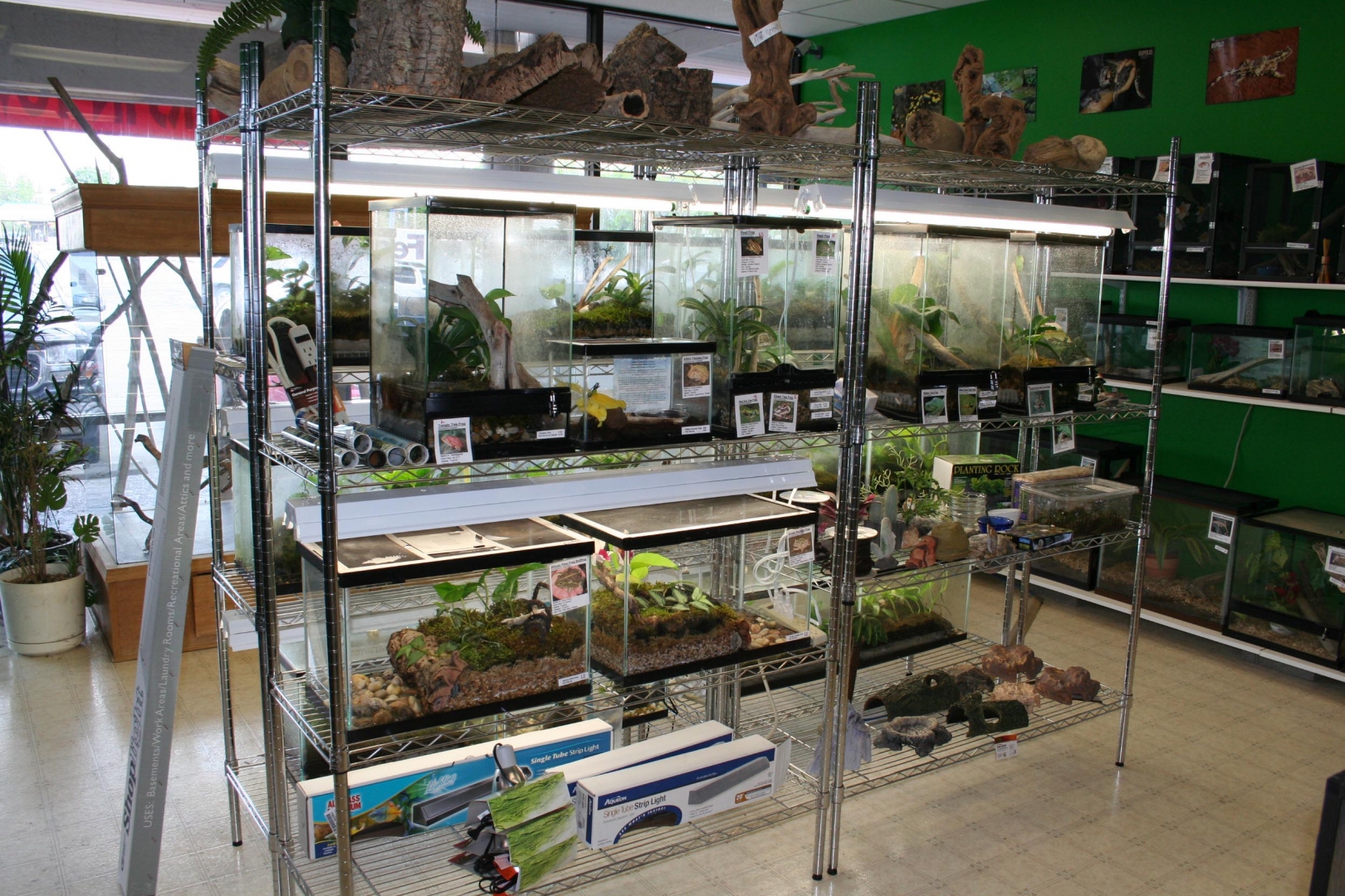 My Reptile Store- Reptile Addictions
