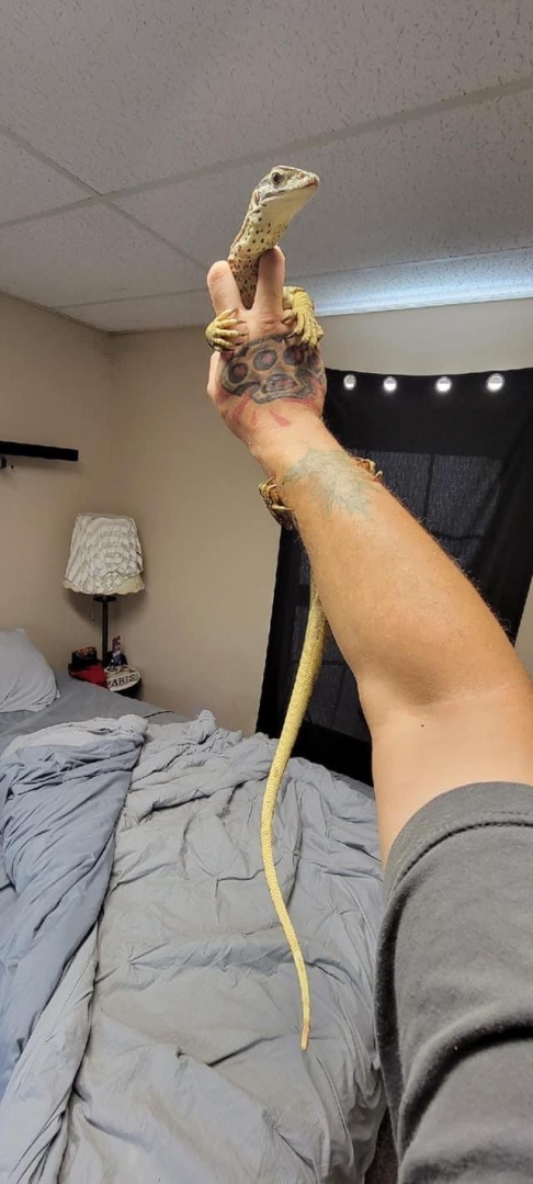 My reptiles