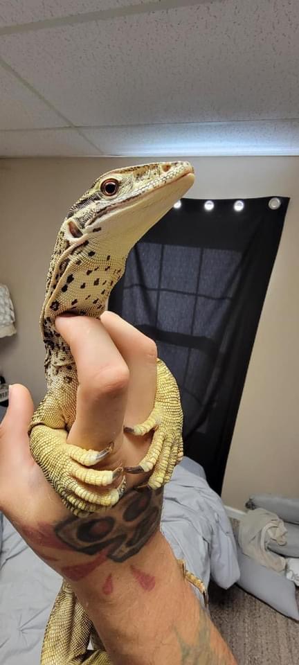My reptiles