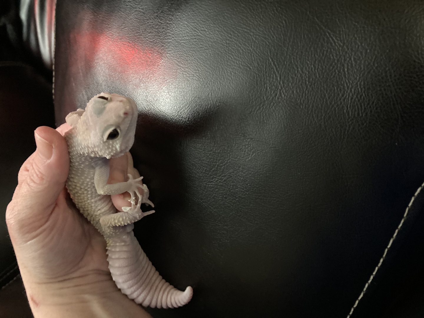 My reptiles
