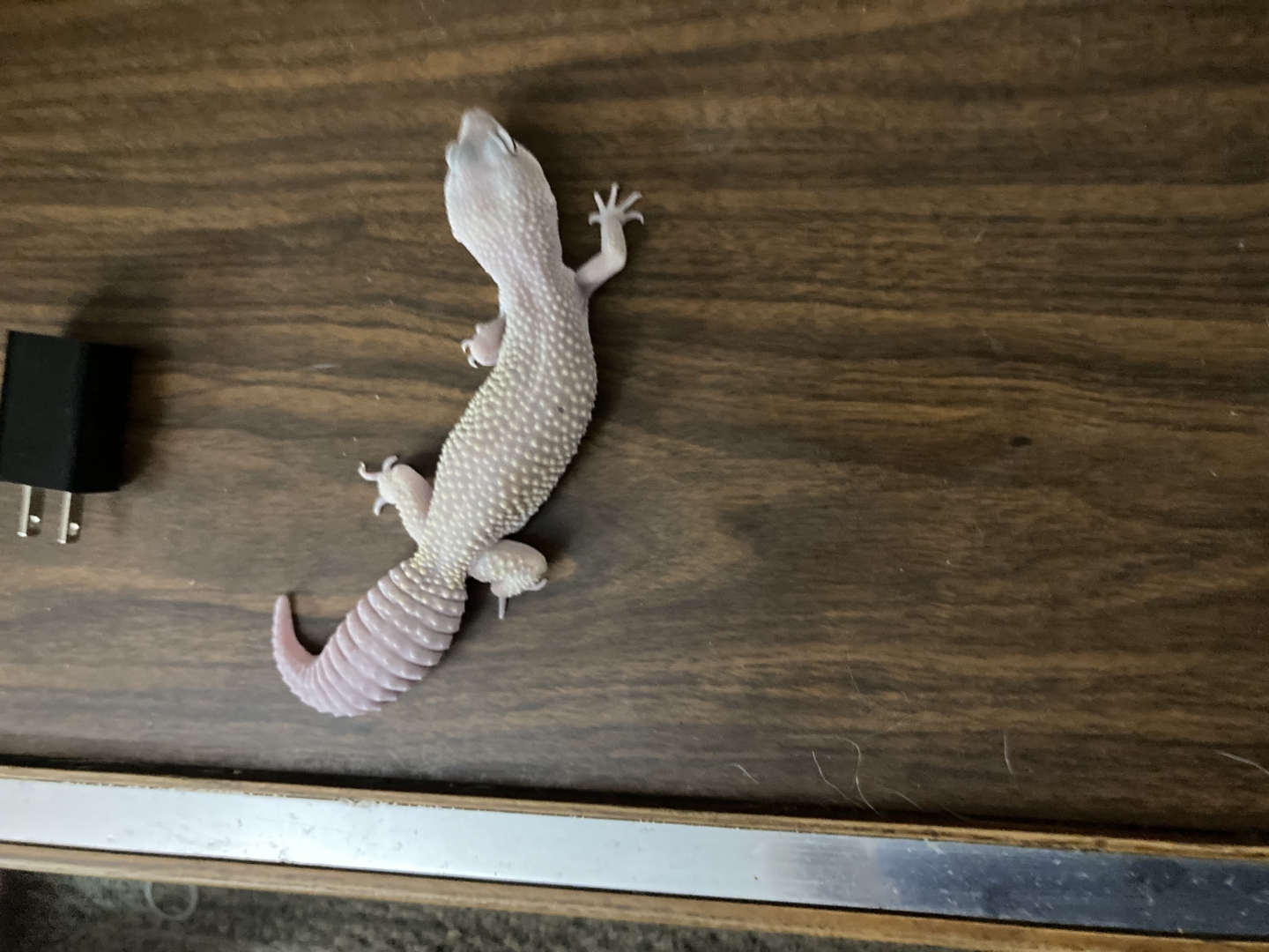 My reptiles