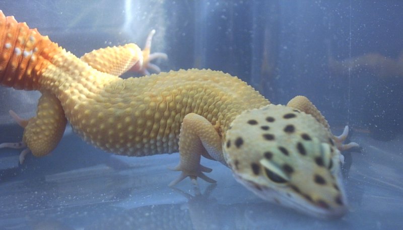 My SHCT Female