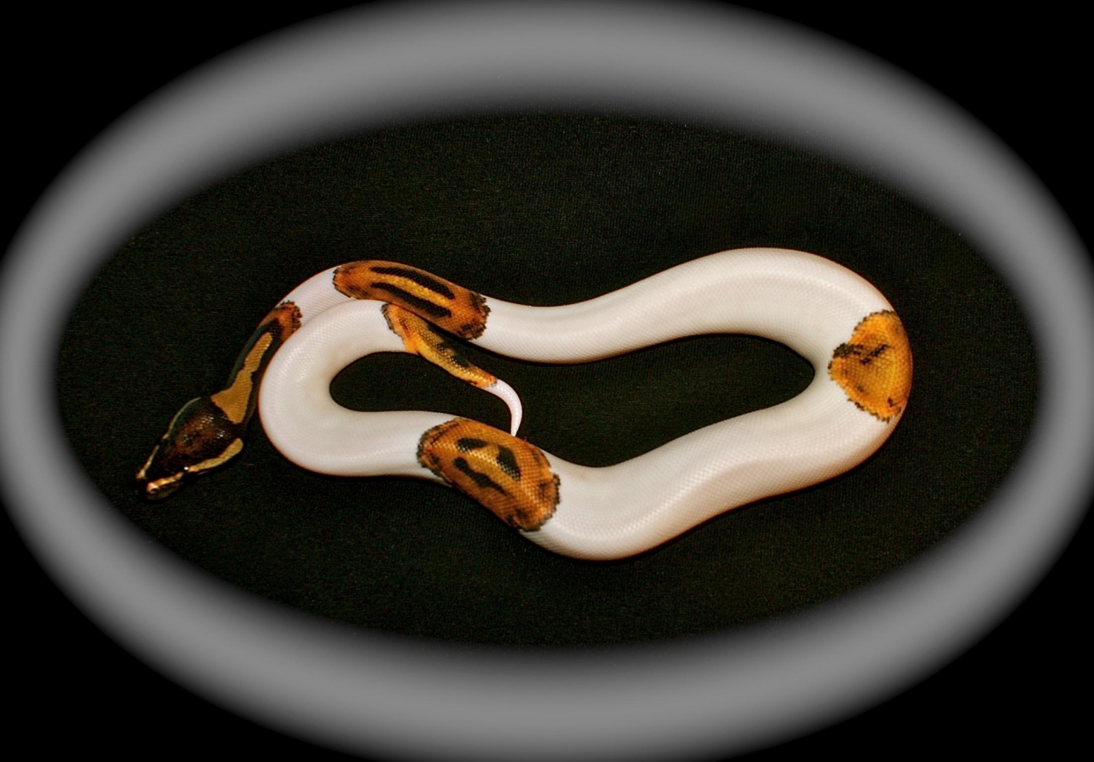 my smiley pied  perfect pattern