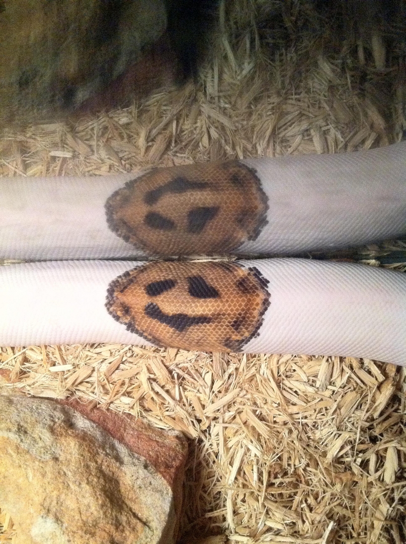 my smiley pied