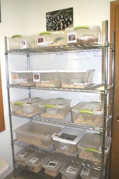 My Store- Reptile Addictions