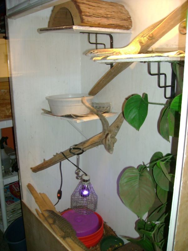 my timor setup