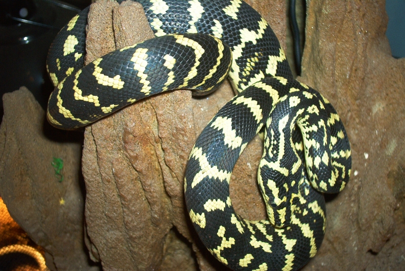 my true Jc carpet female Goeshex