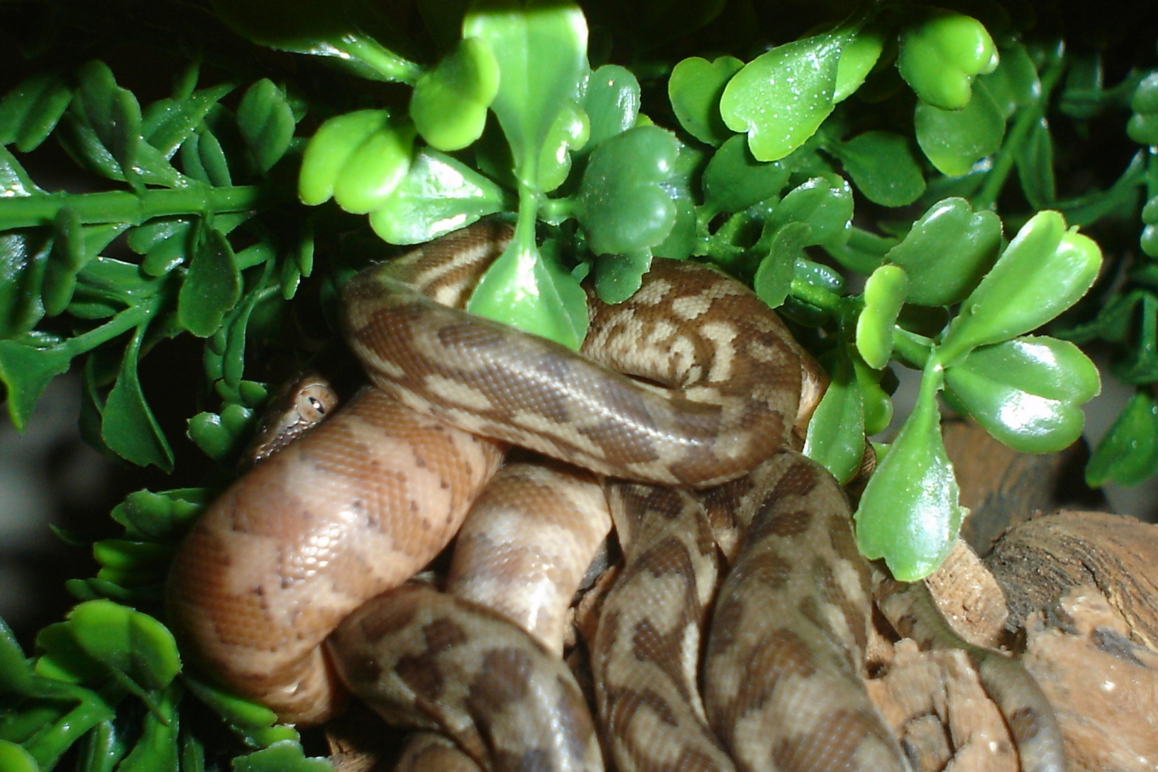 My very first babies!!