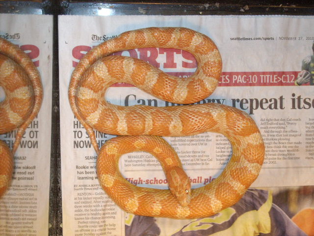 My WC garter snake