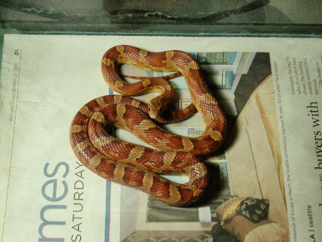 My WC garter snake