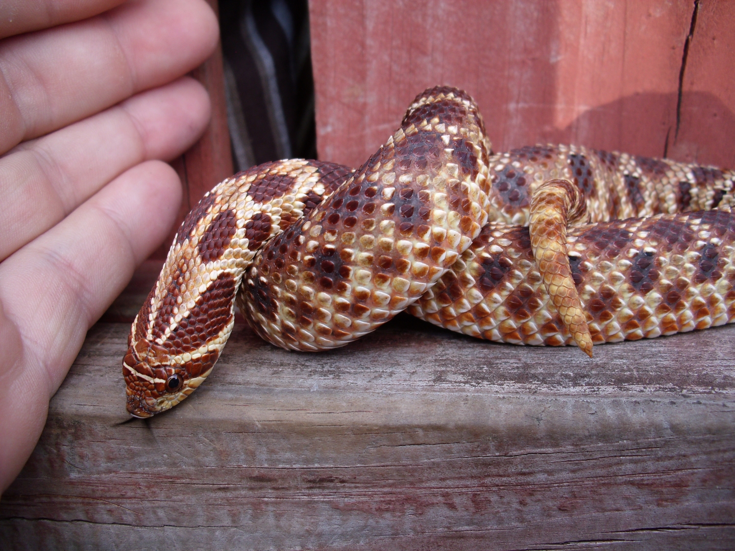 My Western Hognose