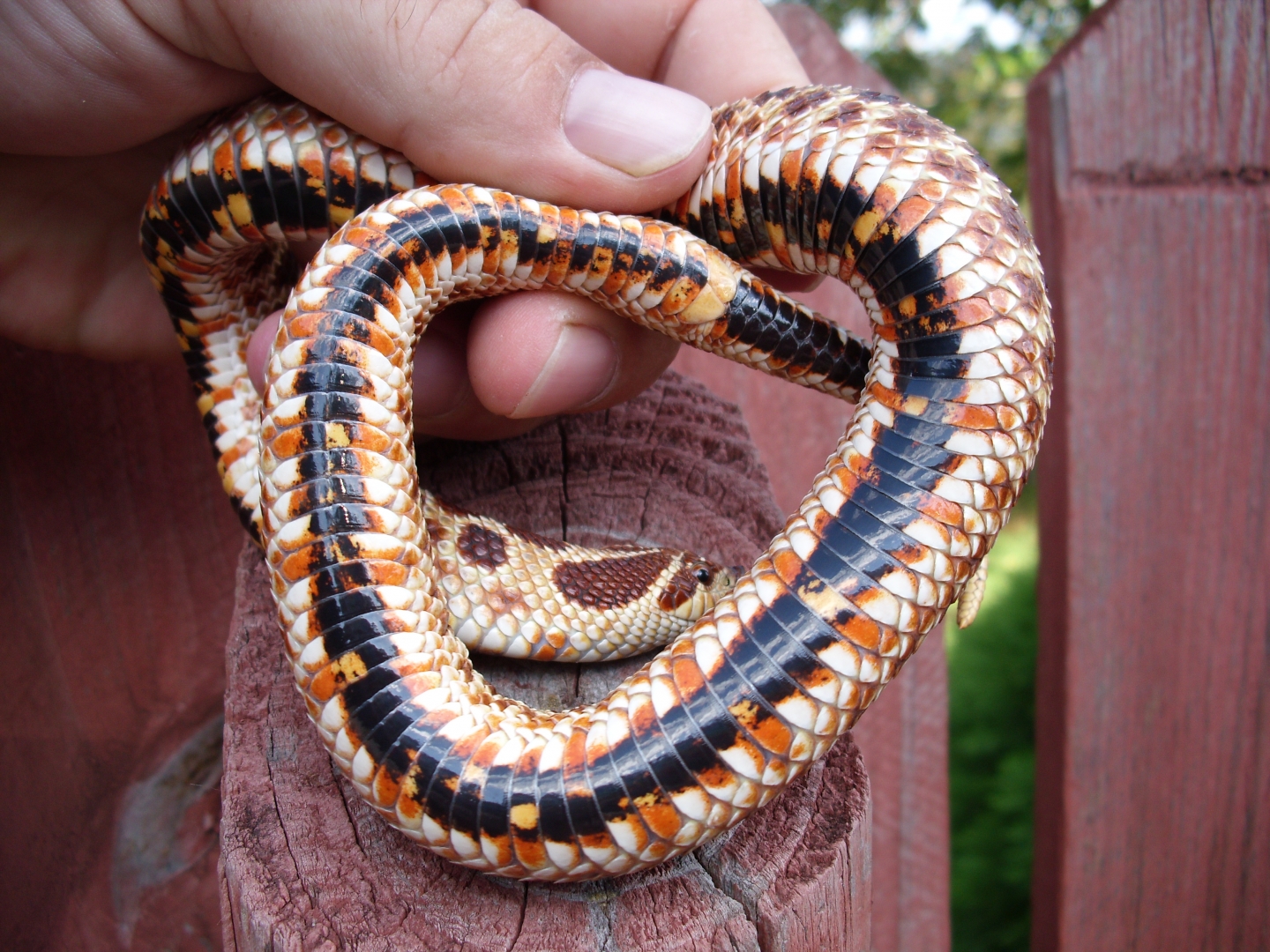 My Western Hognose